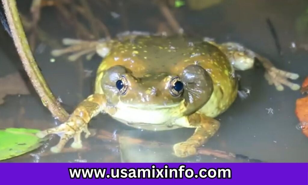 Amazon Milk Frog