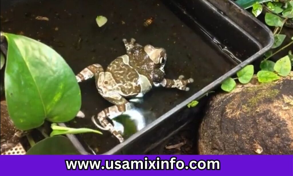 Amazon Milk Frog